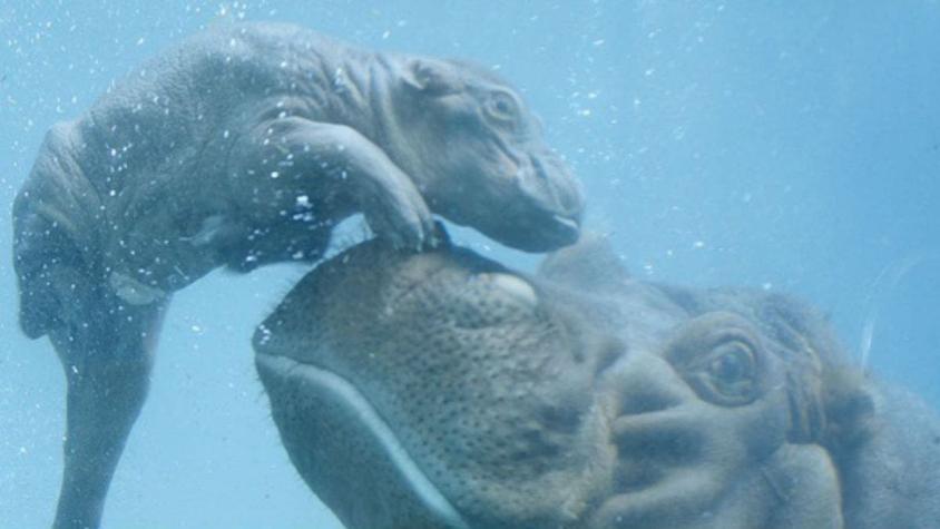 [VIDEO] Captan emocionante nacimiento de un hipopótamo en San Diego