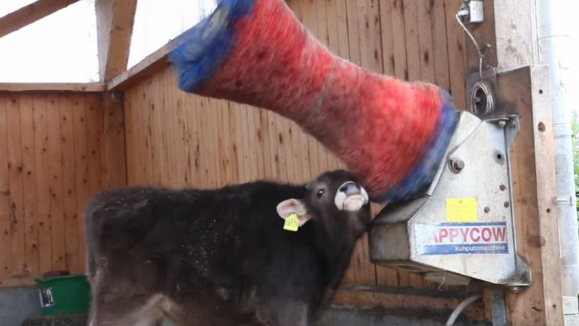 [VIDEO] "HappyCow": el invento que usan las vacas para limpiarse