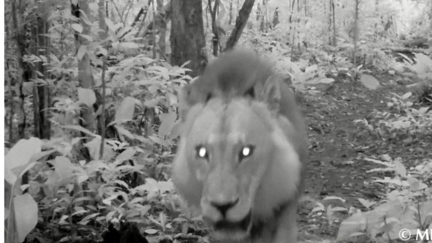 [VIDEO] Un león es avistado en Gabón por primera vez en 20 años