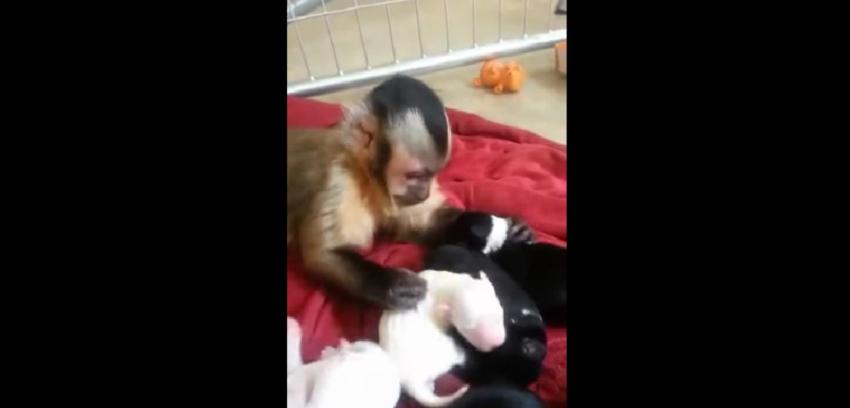 [VIDEO] Ternura máxima: el mono que trata con suma delicadeza a unos cachorros
