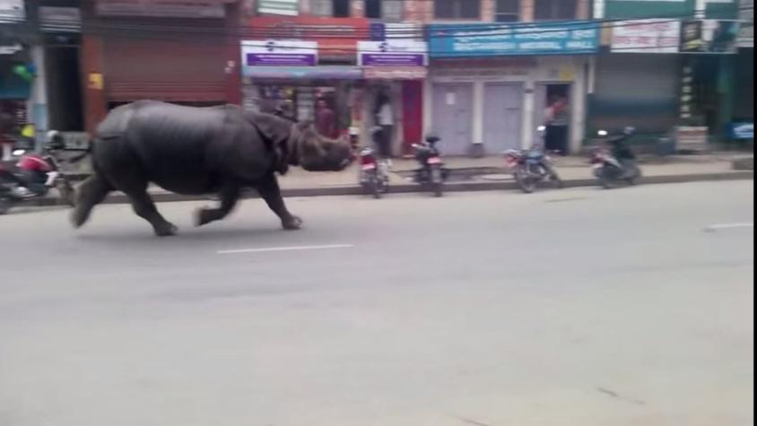 [VIDEO] Rinoceronte aterroriza a habitantes de ciudad de Nepal