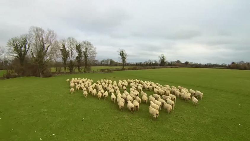 [VIDEO] Este drone trabaja como perro ovejero
