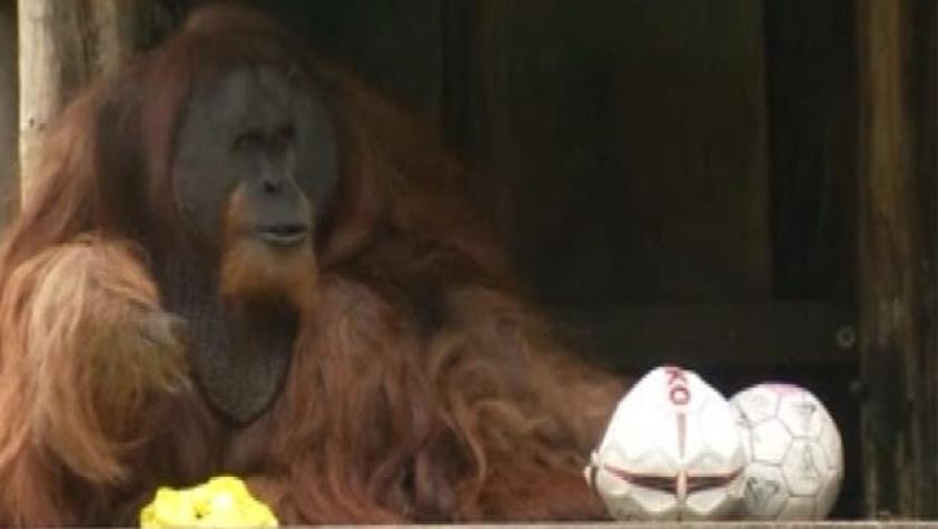 Orangutanes amplifican su boca con las manos para llamar, según estudio