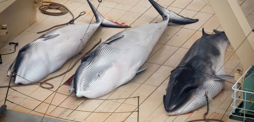 Japón insiste en el carácter científico de su plan de caza de ballenas