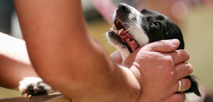 Estudio revela que el amor entre un dueño y su perro proviene de sus miradas