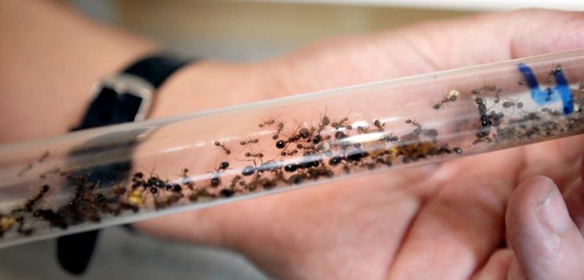 La sorprendente capacidad de las hormigas ante la falta de gravedad