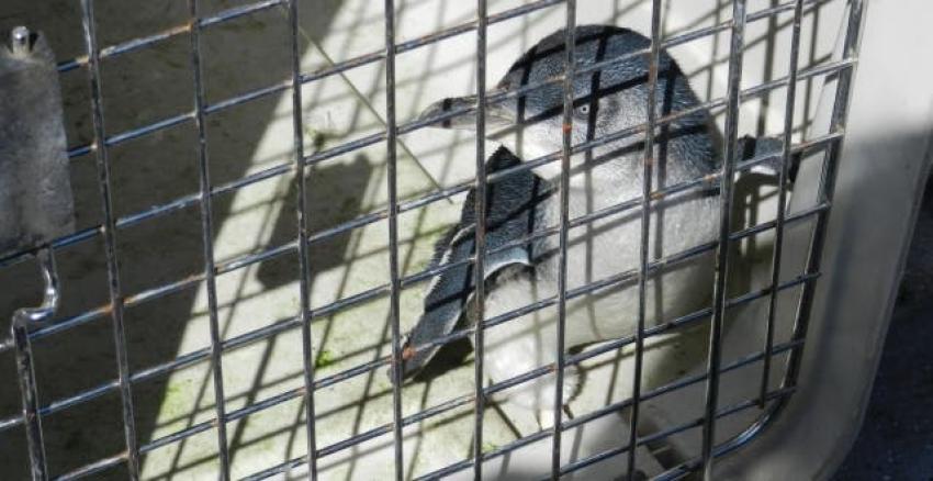 Liberan a exótico Pingüino Azul en islote de Concón