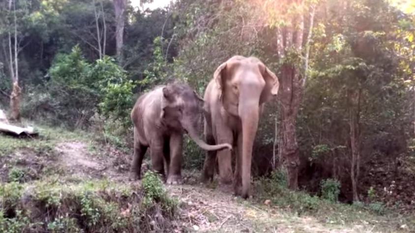 [VIDEO] Cría de elefante se reúne con su madre tras años separadas