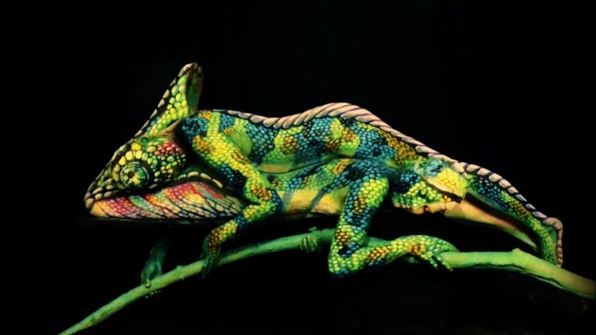 [VIDEO] ¿Qué ves: Una nueva especie de camaleón o una obra de arte?