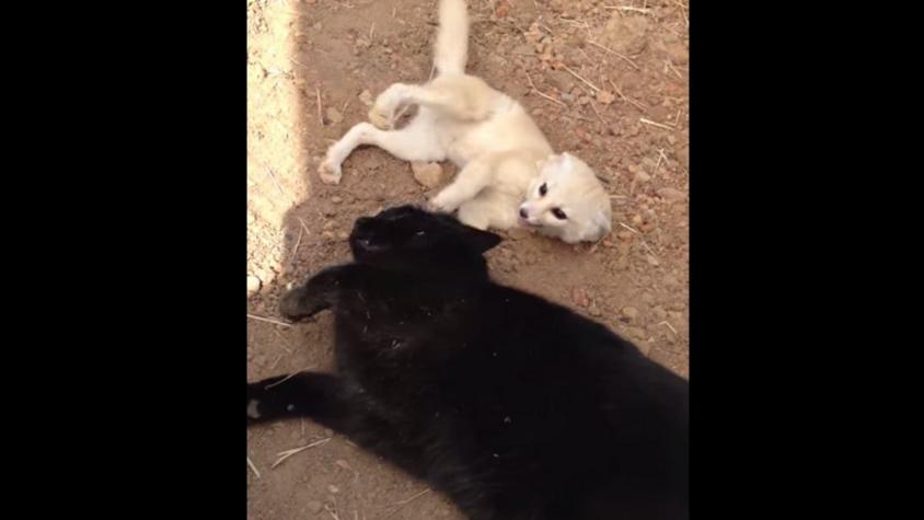 [VIDEO] Alegre reencuentro entre un zorro y un gato que es su mejor amigo
