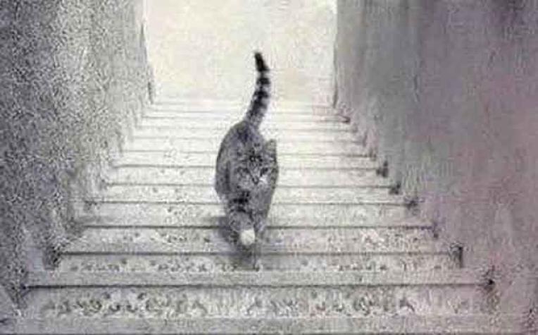 Ilusión óptica: ¿El gato va hacia arriba o hacia abajo en la escalera?