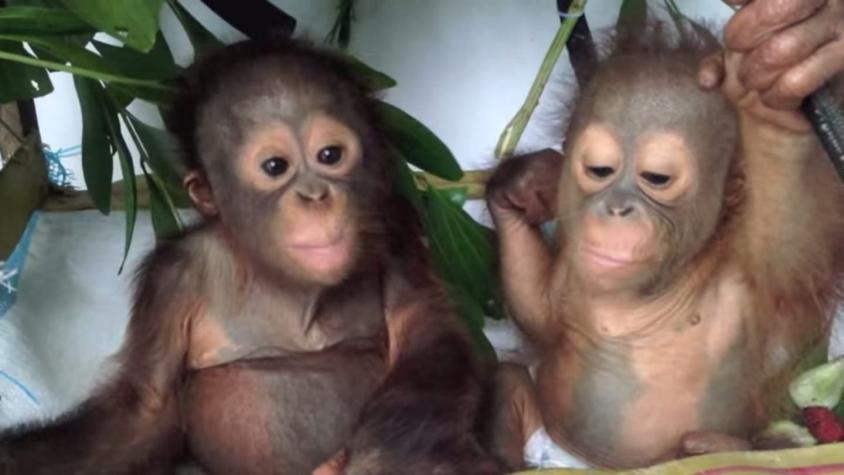 [VIDEO] Bebé orangután rescatado de maltrato presenta notoria evolución