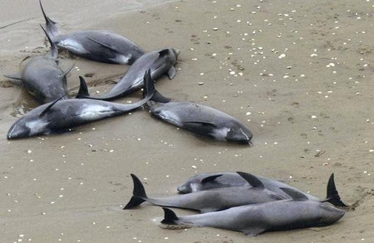 Japón sigue enterrando a los delfines varados en una playa al noreste de Tokio