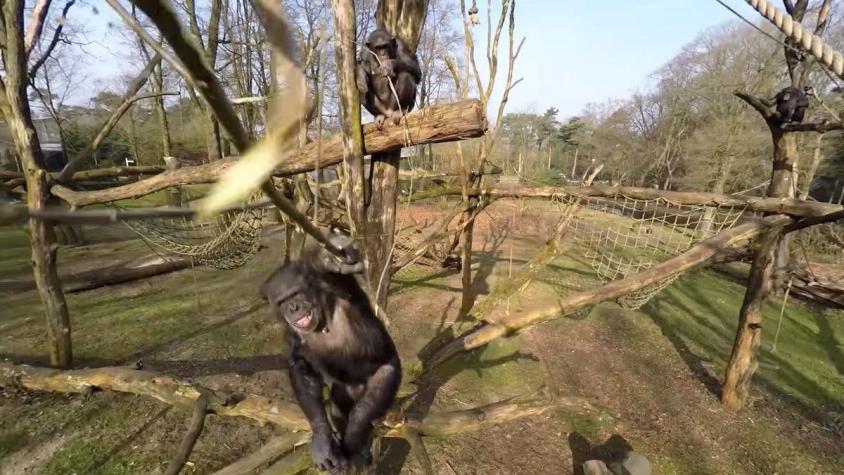 [VIDEO] Así reaccionó un chimpancé al enfrentarse a un drone en el zoológico