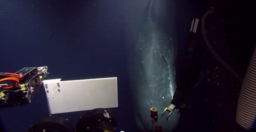 Un cachalote sorprende a científicos al acercarse a su nave