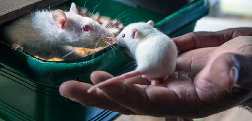 Australia realiza inédito censo de ratones para prevenir plagas