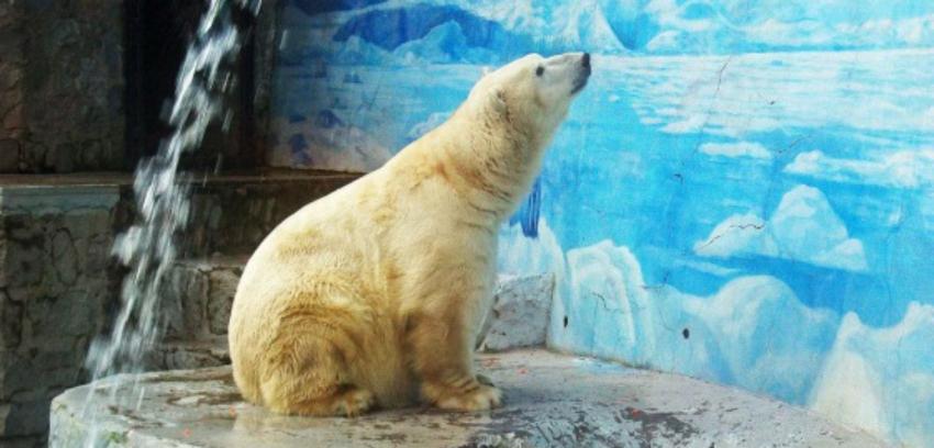 Taco, el oso polar del Zoológico Metropolitano muere a los 18 años