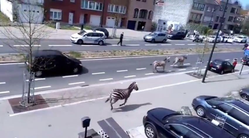 [VIDEO] Tres cebras corren libremente por Bruselas
