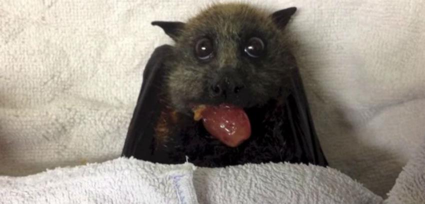 [VIDEO] Revisa la emoción de este murciélago al comer uvas