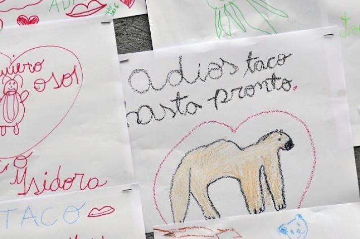 Instalan memorial en honor a Taco, el oso polar que murió a los 18 años