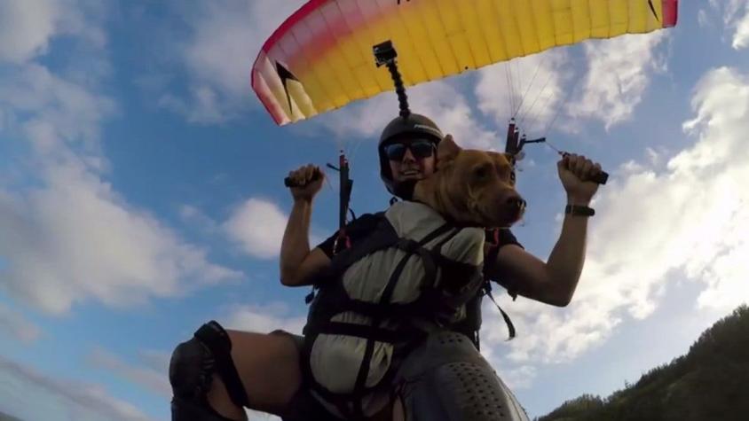 [VIDEO] El perro que vuela sobre las montañas de Hawaii en parapente