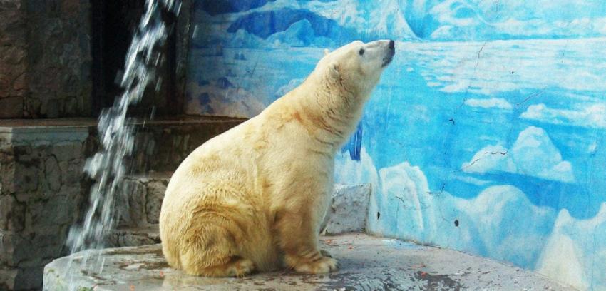 El debate que ha provocado la muerte de Taco, el oso polar del Zoológico Metropolitano