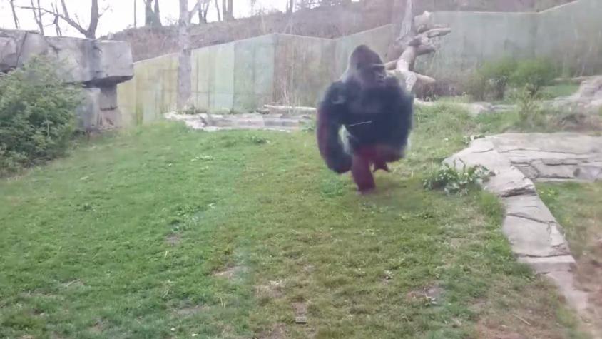 [VIDEO] Gorila rompe vidrio y asusta a visitantes de zoológico