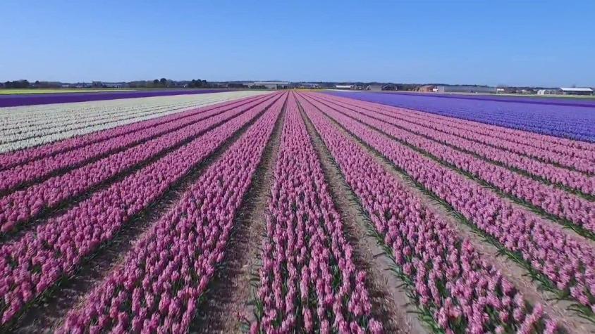 [VIDEO] Drone capta los campos de tulipanes en Holanda de una manera que pocos han visto