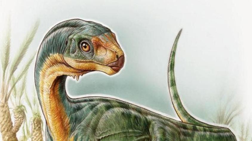Descubrimiento de dinosaurio chileno es catalogado como el mayor hallazgo en los últimos 20 años