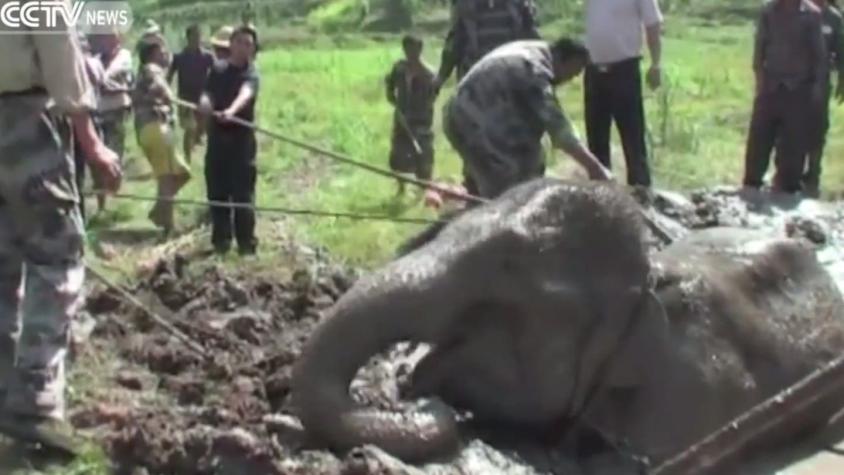 [VIDEO] Así fue el rescate de un elefante atascado en el barro en China