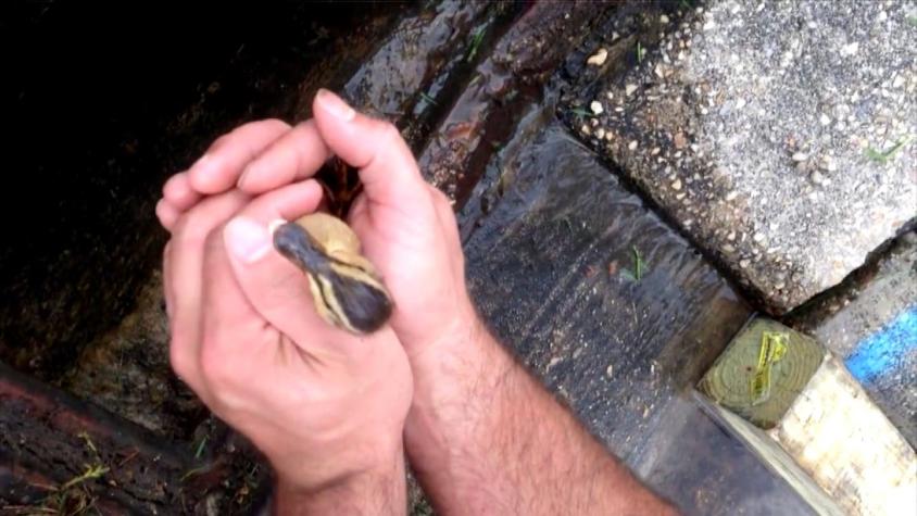 [VIDEO] Ringtone permitió salvar a patos atrapados en drenaje