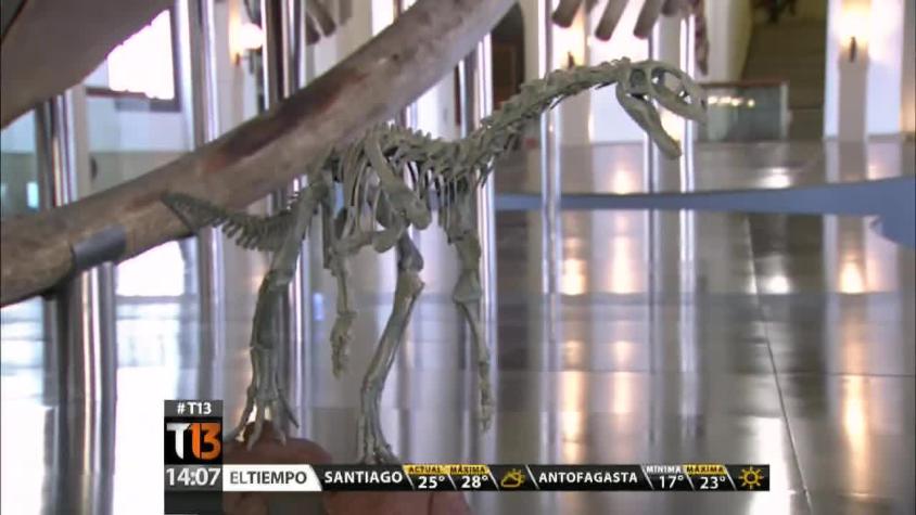 Museo de Historia Natural exhibe esqueleto del "Chilesaurus diegosuarezi"