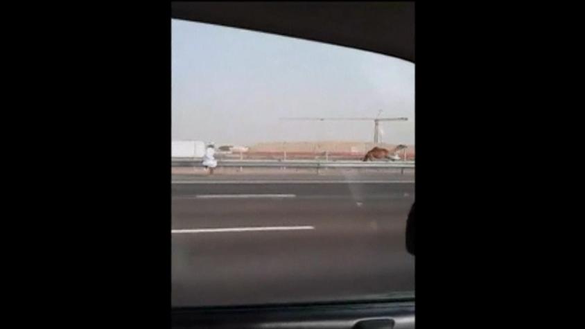 [VIDEO] Turistas captan cómica persecución de hombre a camello en carretera de Abu Dabi
