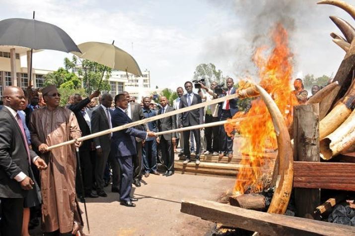 República del Congo envía señal a traficantes y quema importante reserva de Marfil