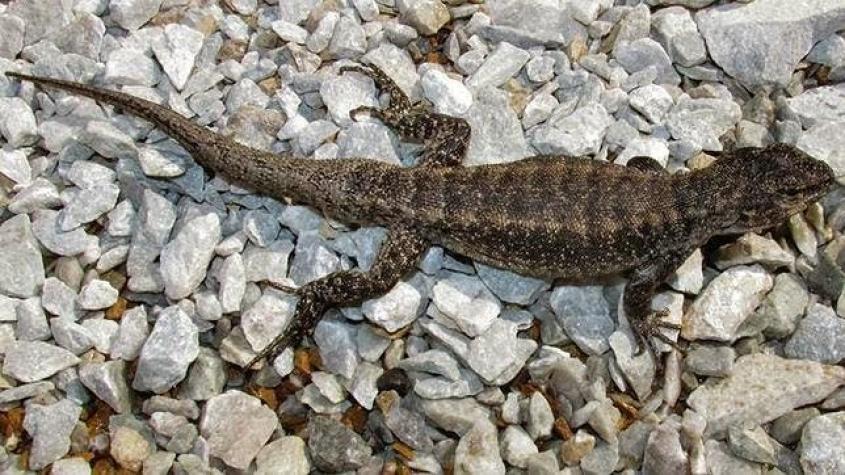 Científicos chilenos descubren dos nuevas especies de lagartijas en el país