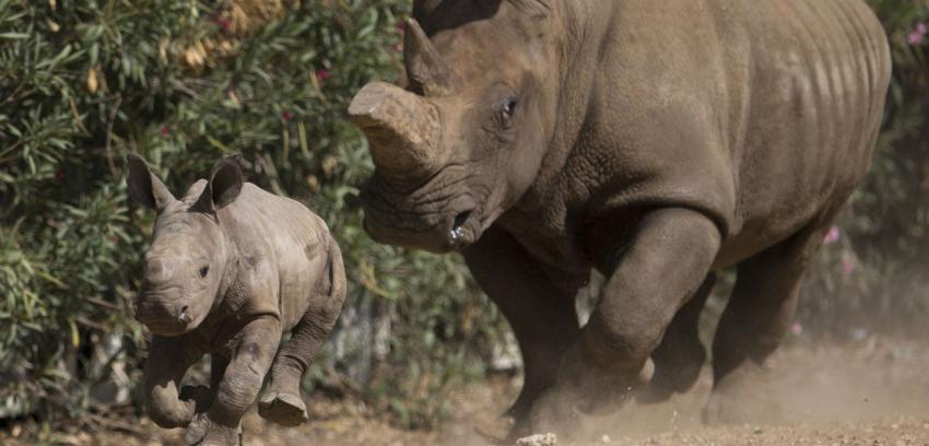 No hay tregua en la matanza de rinocerontes en Sudáfrica