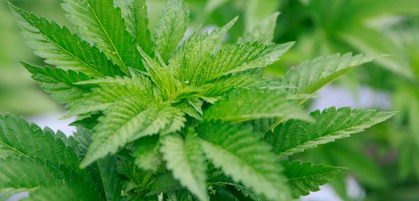 Calama se convierte en la segunda comuna en aprobar el uso medicinal de Cannabis