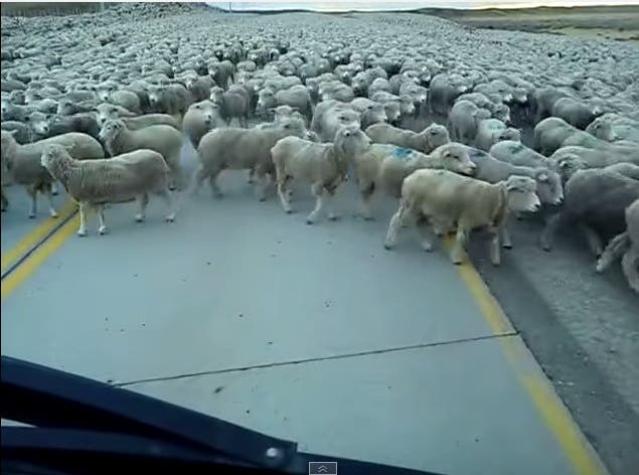 [VIDEO] Cientos de ovejas se "toman" una carretera en Puerto Natales y sorprenden a automovilista
