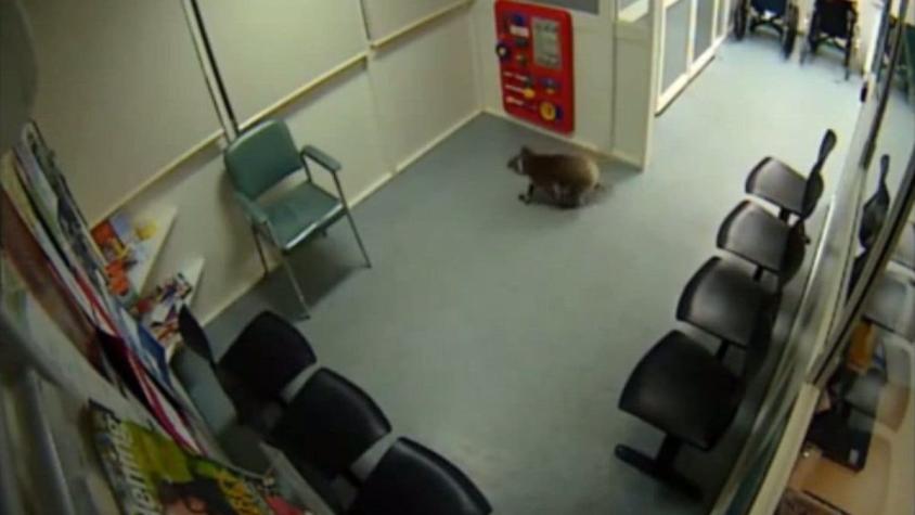 [VIDEO] Captan a Koala en sala de urgencias de hospital en Australia