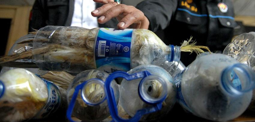 Indonesia: Desbaratan cruel contrabando de cacatúas trasladadas en botellas de plástico