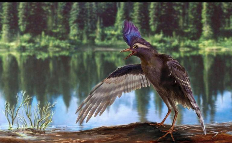 Descubren al pájaro más antiguo del mundo en el noreste de China