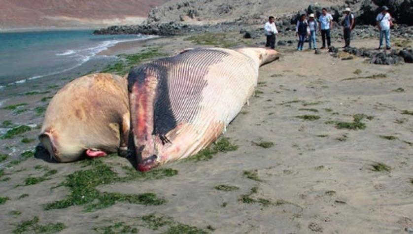 [VIDEO] Hallan ballena jorobada en las costas de Perú