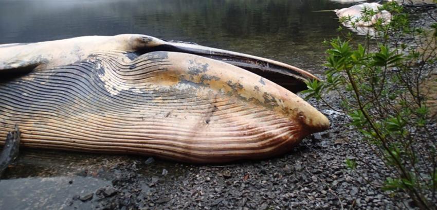 Sernapesca denuncia varamiento masivo de ballenas en el Golfo de Penas