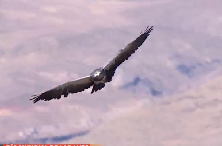 Liberan a tres águilas chilenas de vuelta a su hábitat natural
