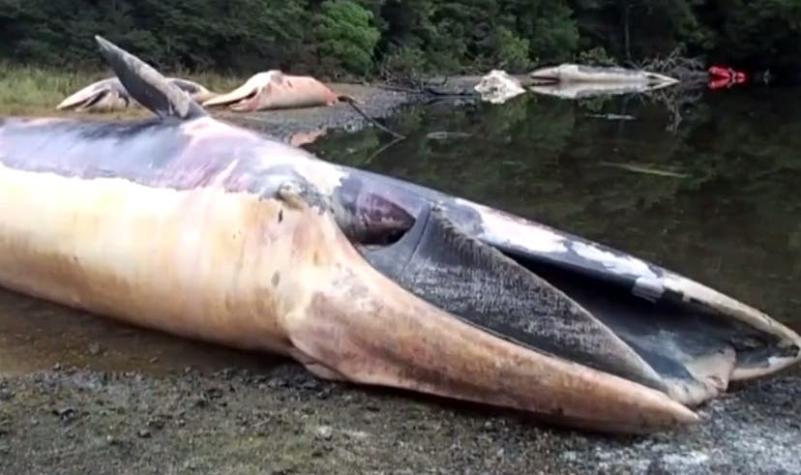Más de 20 ballenas son encontradas muertas en Aysén
