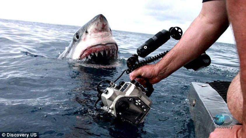 Tiburón blanco sorprende a un fotógrafo durante filmación en Australia