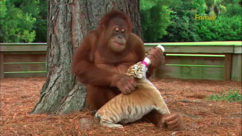 [VIDEO] Orangután cuida a cachorros de tigre en zoológico