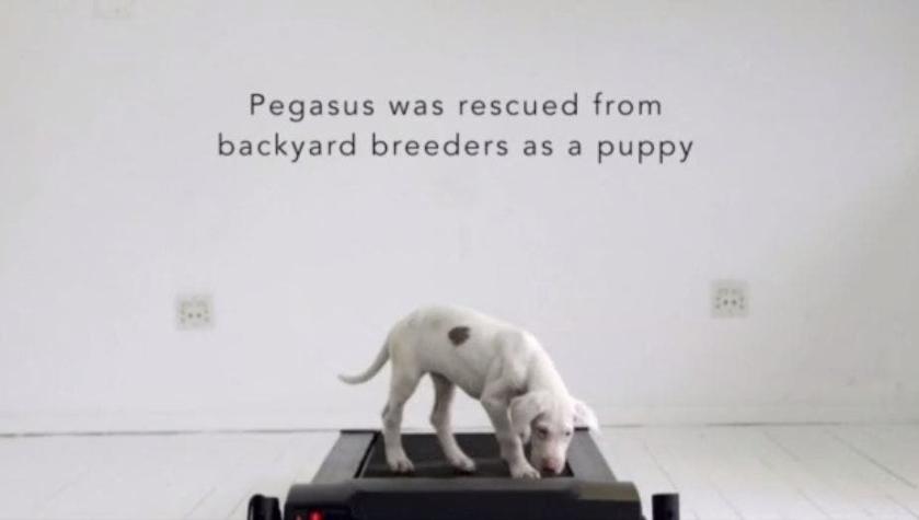 [VIDEO] La vida de Pegaso: la única cachorra que sobrevivió entre sus hermanos