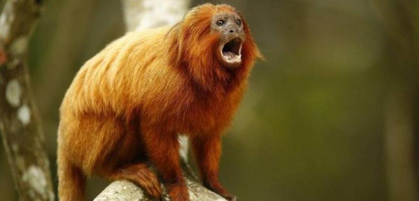 Roban al menos 17 monos en peligro de extinción desde zoológico francés