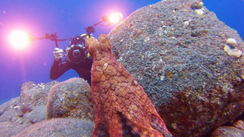 [VIDEO] Curioso pulpo busca a fotógrafo submarino cuando lo pierde de vista